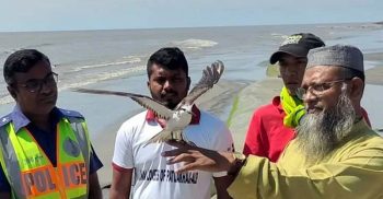 প্রাথমিক চিকিৎসায় ফের সাগরে উড়াল দিল গাংচিল