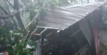 গলাচিপায় গাছের চাপায় মসজিদের ইমাম গুরতর আহত