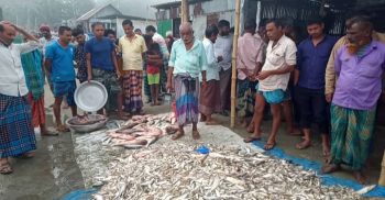 নাসিরনগর থেকে বিভিন্ন দেশীয় প্রজাতির মাছ যাচ্ছে ভারতে