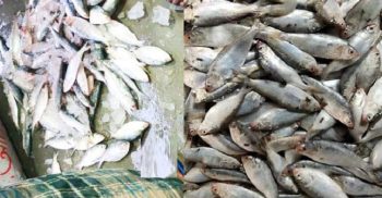 গলাচিপায় অবাধে চলছে জাটকা বিক্রি, নেই প্রশাসনের নজরদারি