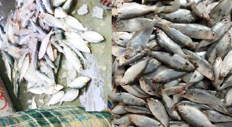 গলাচিপায় অবাধে চলছে জাটকা বিক্রি, নেই প্রশাসনের নজরদারি