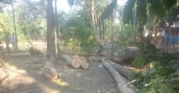 গলাচিপায় বাদীর লক্ষাধিক টাকার গাছ কেটে ফেলল আসামীরা