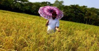 শিক্ষকতার পাশাপাশি দীর্ঘদিন যাবৎ কৃষিতে আবদুর রহমান চিনিগুড়া ধানের বাম্পার ফলন