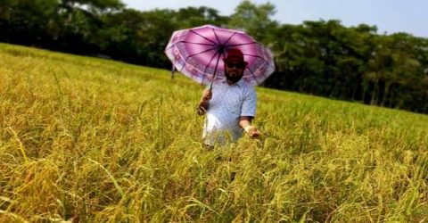 শিক্ষকতার পাশাপাশি দীর্ঘদিন যাবৎ কৃষিতে আবদুর রহমান চিনিগুড়া ধানের বাম্পার ফলন