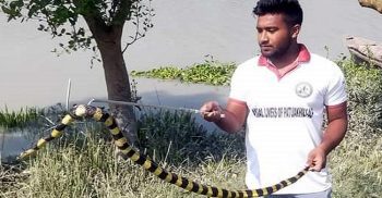 কলাপাড়ায় বিষধর সাপ অবমুক্ত