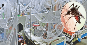 ডেঙ্গুতে আরও ৭ প্রাণহানি, হাসপাতালে ভর্তি ৯৮৩