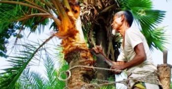গলাচিপায় শীতের আগমনে খেজুর গাছ কাটার ধুম