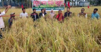 গলাচিপায় ব্রিধান-৭৬ জাতের নমুনা শস্য কর্তন