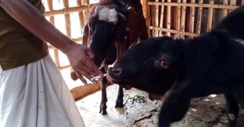 লতা-পাতা নয়, চা-সিগারেট খাচ্ছে ছাগল, ভাইরাল ভিডিও
