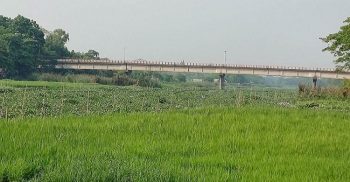 আগৈলঝাড়ায় সন্ধ্যা নদীতে জেগে ওঠা চরে দখিণা হাওয়ায় দোল খাচ্ছে সবুজ ধানের ক্ষেত