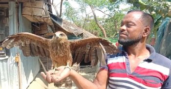 বাজপাখির সঙ্গে বন্ধন গড়ে উঠেছে এক জেলের