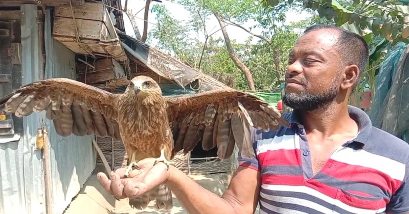 বাজপাখির সঙ্গে বন্ধন গড়ে উঠেছে এক জেলের