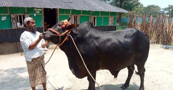 কোরবানীর বাজারে আসছে কালু-চান্দু