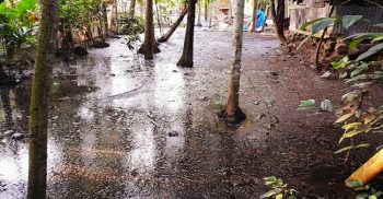 রাজাপুরে খামারের গরু ও বাথরুমের মলমূত্র মিশ্রিত পানি ছড়িয়ে চরম পরিবেশ