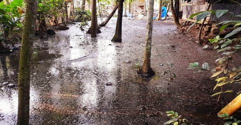 রাজাপুরে খামারের গরু ও বাথরুমের মলমূত্র মিশ্রিত পানি ছড়িয়ে চরম পরিবেশ