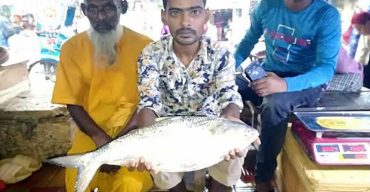 পায়রা নদীতে জেলের জালে সোয়া ২ কেজির ইলিশ, বিক্রি ৯ হাজার টাকায়