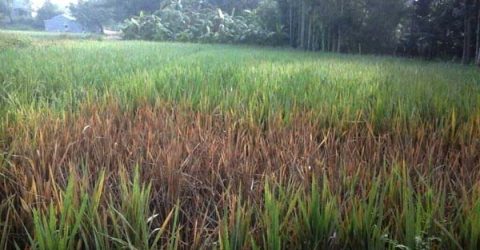 আমন ক্ষেতে পোকার আক্রমণ দশমিনায় দুশ্চিন্তায় কৃষকরা