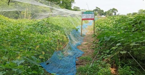 রাস্তার পাশে পতিত জমিতে সবজি চাষে লাভবান কৃষক