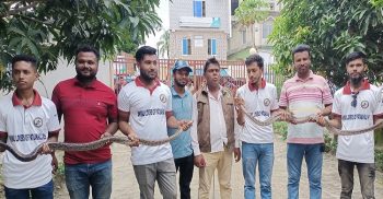 পটুয়াখালীর কলাপাড়ায় দু’টি অজগর বনে অবমুক্ত