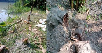 গলাচিপায় গাছের সাথে শত্রুতা, থানায় অভিযোগ