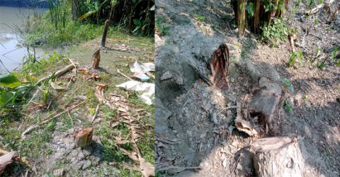 গলাচিপায় গাছের সাথে শত্রুতা, থানায় অভিযোগ