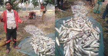সাপাহারে শত্রুতার জেরে ৩ টি পুকুরে বিষ প্রয়োগে মাছ নিধন 