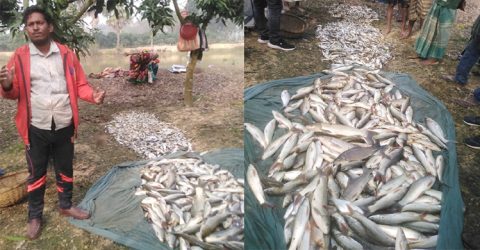 সাপাহারে শত্রুতার জেরে ৩ টি পুকুরে বিষ প্রয়োগে মাছ নিধন 