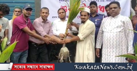কলাপাড়ায় কৃষকের মধ্যে বিনামূল্যে নারিকেল চারা বিতরণ