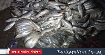 কলাপাড়ায় ২৬ মন সামুদ্রিক মাছ জব্দ।। তিনটি পরিবহনে জরিমানা