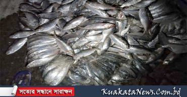 কলাপাড়ায় ২৬ মন সামুদ্রিক মাছ জব্দ।। তিনটি পরিবহনে জরিমানা