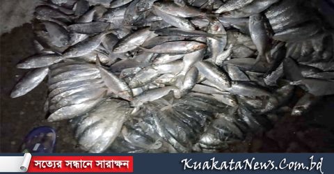কলাপাড়ায় ২৬ মন সামুদ্রিক মাছ জব্দ।। তিনটি পরিবহনে জরিমানা