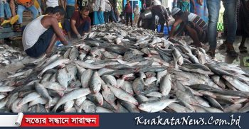 কুয়াকাটায় এক জালে ধরা পড়লো ১০২ মণ ইলিশ