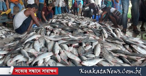 কুয়াকাটায় এক জালে ধরা পড়লো ১০২ মণ ইলিশ