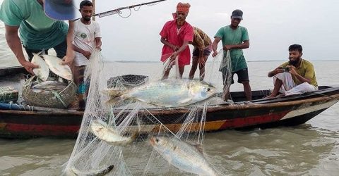 মধ্যরাত থেকে ইলিশ ধরায় ২২ দিনের নিষেধাজ্ঞা শুরু