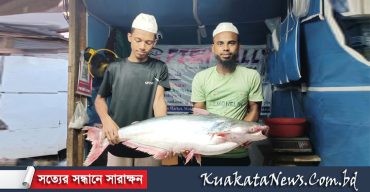 কুয়াকাটায় ধরা পড়লো সাড়ে ১৪ কেজি ওজনের সামুদ্রিক পাঙ্গাশ