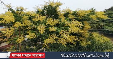 আগৈলঝাড়ার গাছে গাছে উঁকি দিচ্ছে আগাম আমের মুকুল