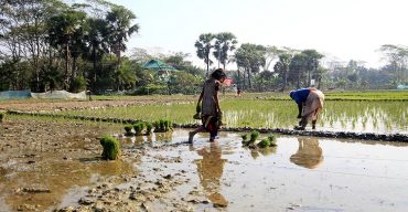 দাম ও ফলন ভালো হওয়ায় বাড়ছে বোরো চাষ