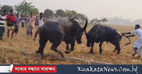কলাপাড়ায় ঐতিহ্যবাহী মহিষের লড়াই