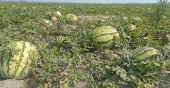এবারের মৌসুমে তরমুজ চাষে লাখপতি পটুয়াখালীর মানুষ