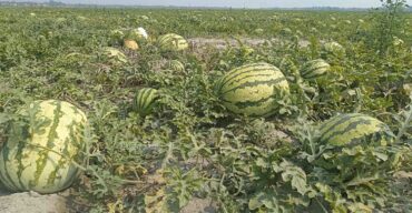 এবারের মৌসুমে তরমুজ চাষে লাখপতি পটুয়াখালীর মানুষ