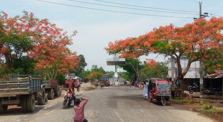 কুয়াকাটা মহাসড়কে কৃষ্ণচূড়া ফুলের সমারোহ