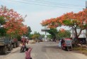 কুয়াকাটা মহাসড়কে কৃষ্ণচূড়া ফুলের সমারোহ