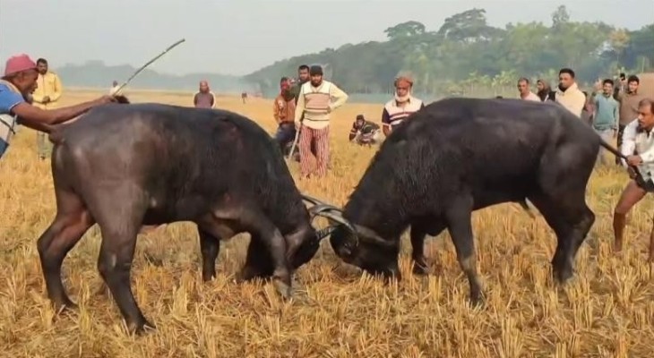 বরগুনার আমতলীতে ঐতিহ্যবাহী মহিষের লড়াই