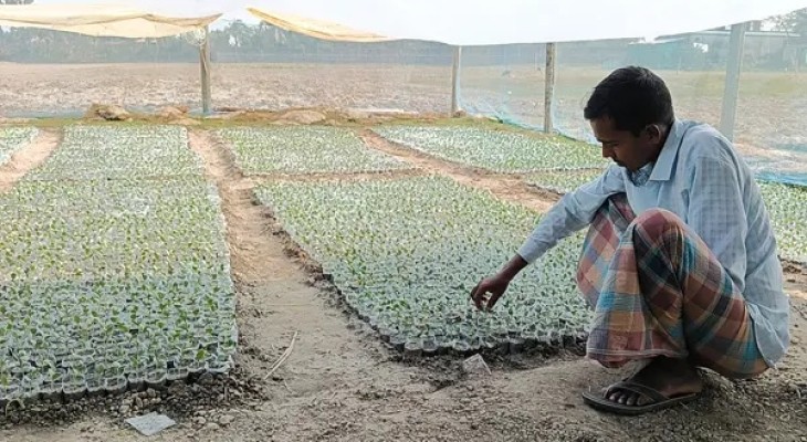 কলাপাড়ায় দুর্বৃত্তের স্প্রেতে নষ্ট কৃষকের ১২ হাজার তরমুজ চারা