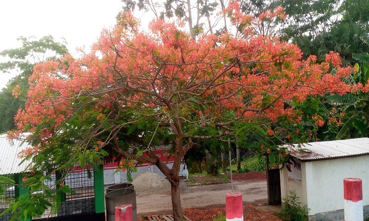 কুয়াকাটা মহাসড়কে কৃষ্ণচূড়া ফুলের সমারোহ