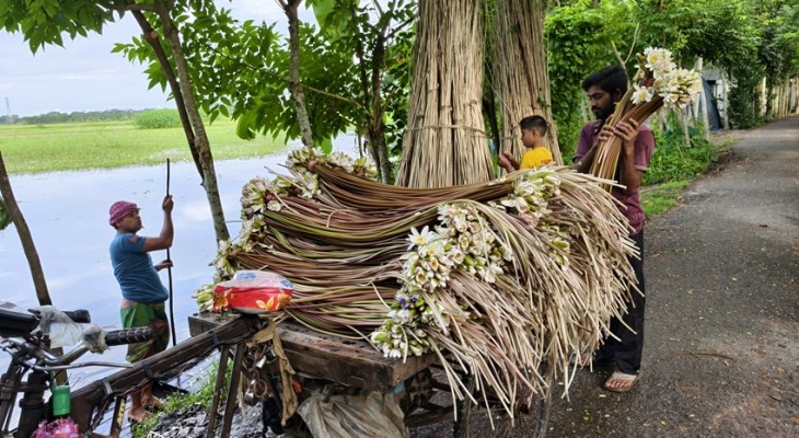 আগৈলঝাড়ায় শাপলা বিক্রি করে দিনে আয় ২–৩ হাজার টাকা