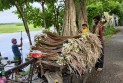 আগৈলঝাড়ায় শাপলা বিক্রি করে দিনে আয় ২–৩ হাজার টাকা