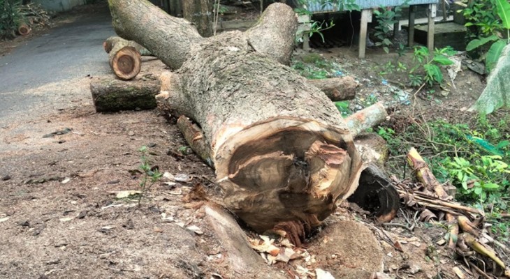 আগৈলঝাড়ায় ইউএনও’র নির্দেশের ১৩ দিন পর ফের সরকারি গাছ কেটে নেয়ার অভিযোগ